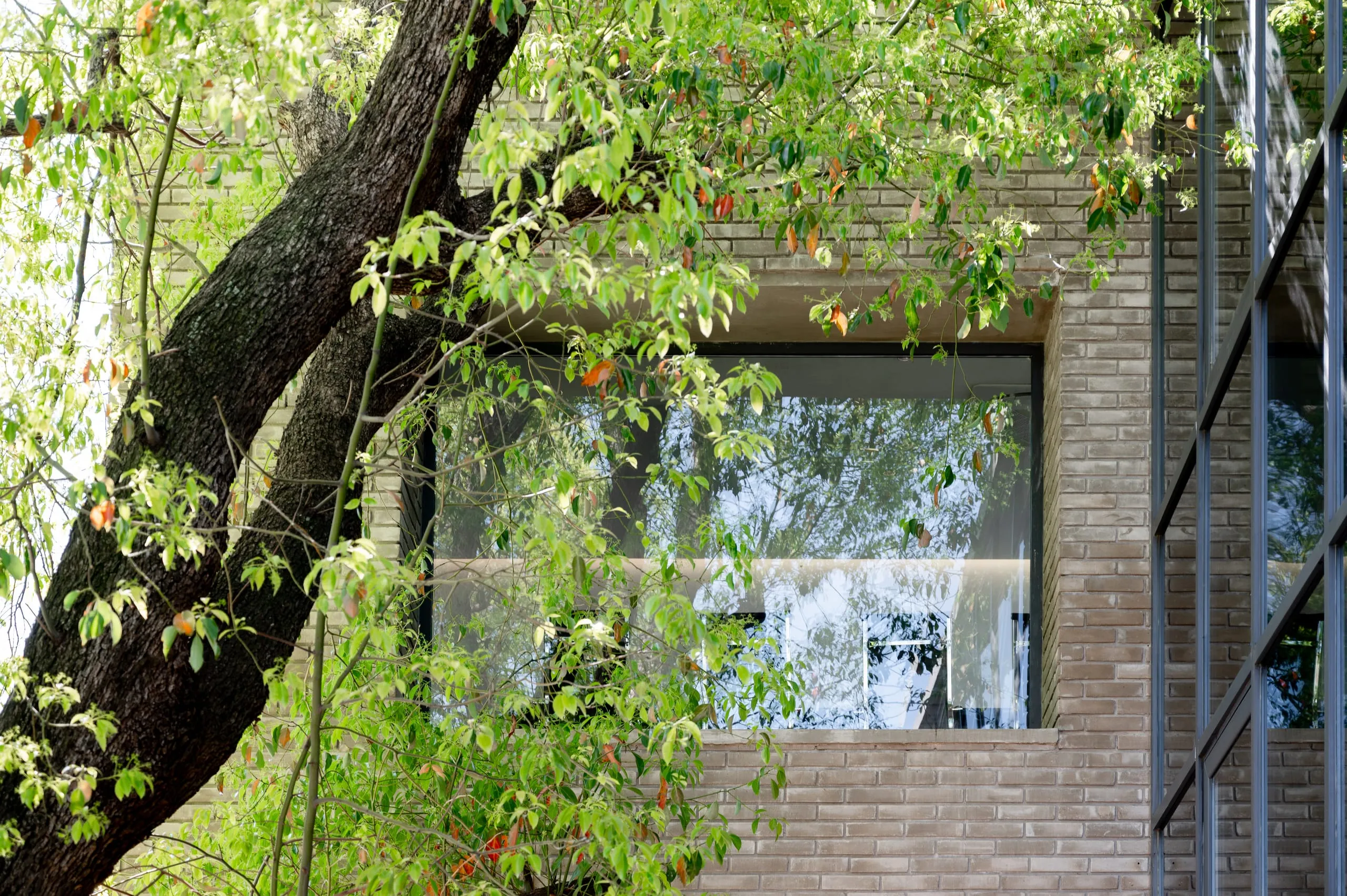 Ventana de la fachada de ladrillo vista entre las ramas de un árbol